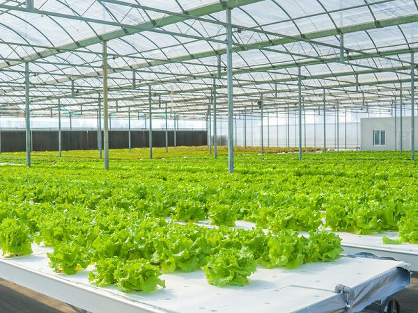西红柿种植裂果严重是怎么回事