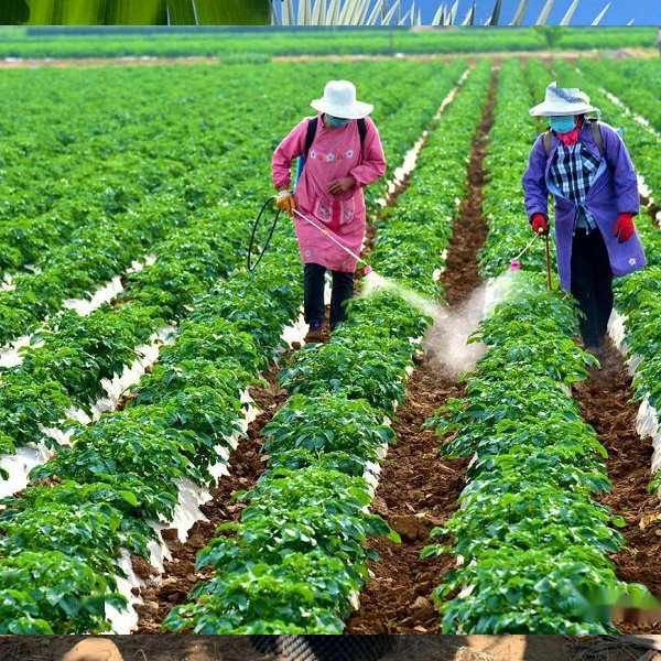 福建华棕要如何进行种植移栽