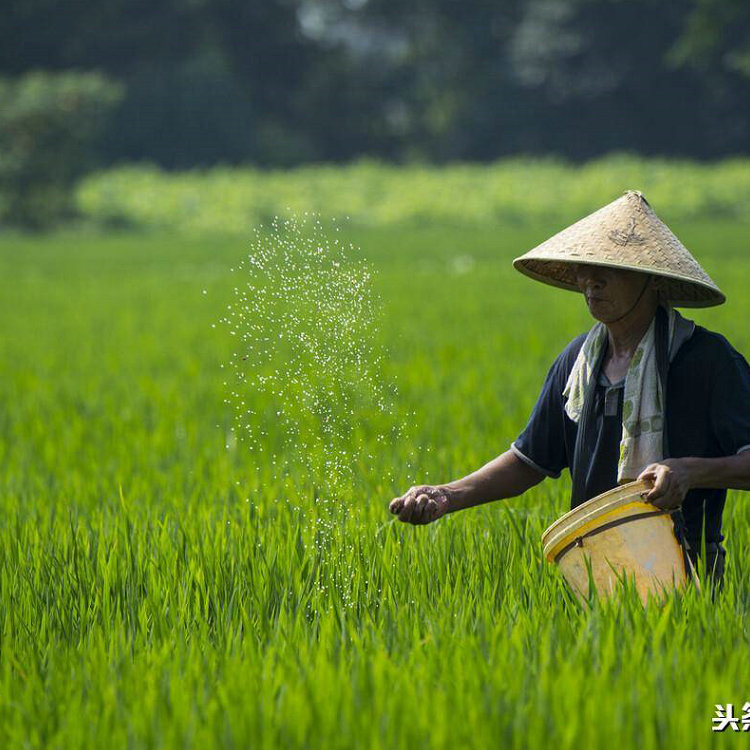 老人葵批发之华棕的栽培技术