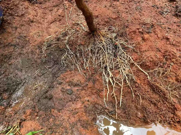 掺混肥和复合肥有哪些区别？